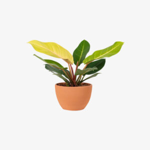 House Plant